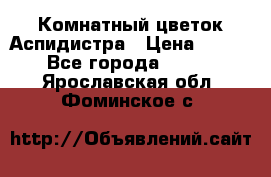 Комнатный цветок Аспидистра › Цена ­ 150 - Все города  »    . Ярославская обл.,Фоминское с.